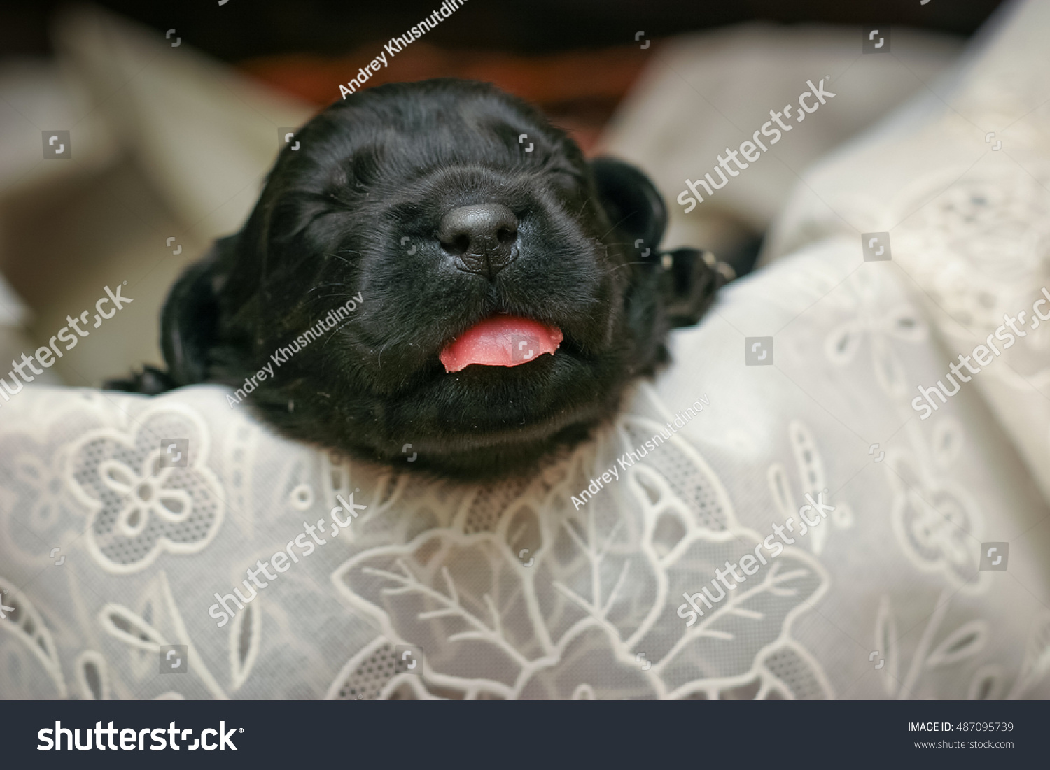 Suchen Sie Nach Newborn Newfoundland Dog Puppy Stockbildern In Hd Und Millionen Weiteren Lizenzfreien Stockfotos Illustrationen Und Vektorgrafiken In Der Shutterstock Kollektion Jeden Tag Werden Tausende Neue Hochwertige Bilder Hinzugefugt