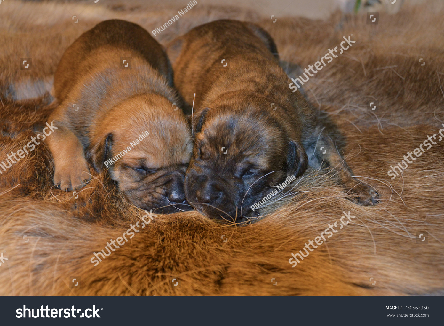 newborn boerboel puppies