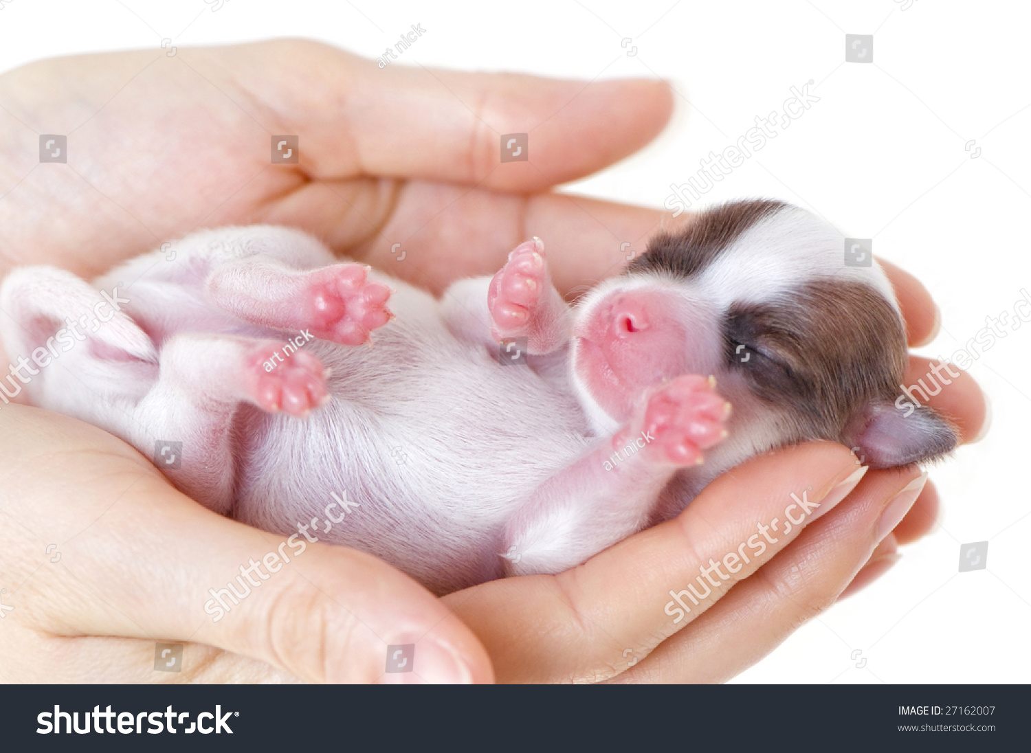 Newborn Puppy In The Caring Hands Stock Photo 27162007 : Shutterstock