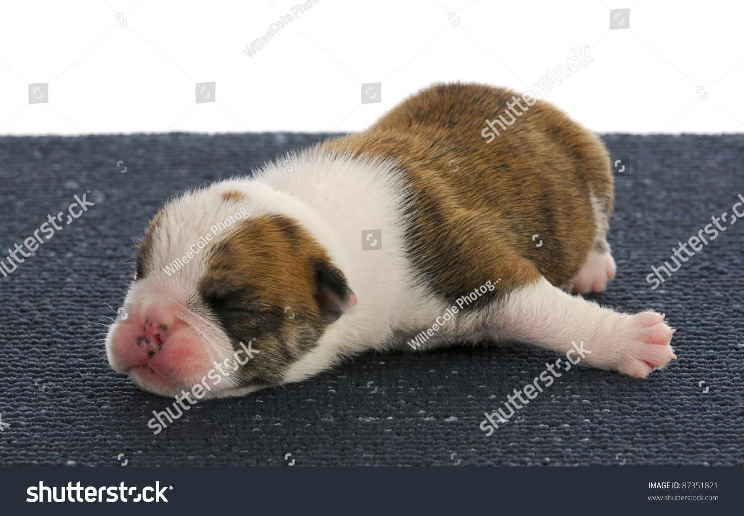 1 week old english bulldog
