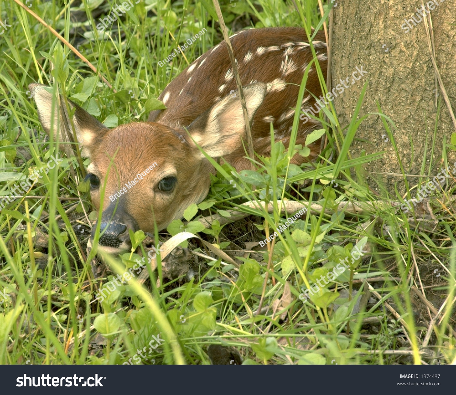 Newborn Whitetail Deer Fawn Hiding Next To Tree. Stock Photo 1374487 ...