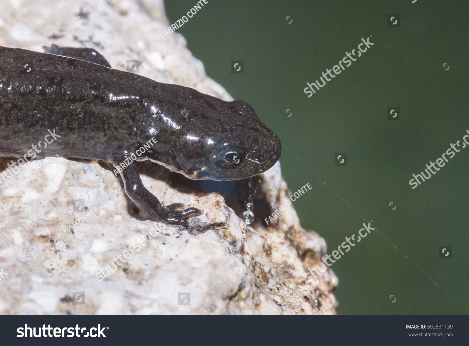 Newt Triton Salamander Amphibia Animal Stock Photo 592831139 | Shutterstock