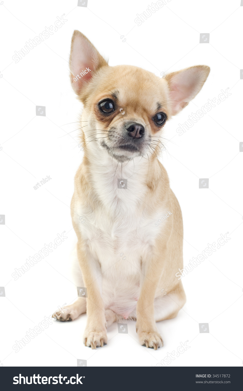 Nice Chihuahua Portrait Isolated Stock Photo (Edit Now) 34517872