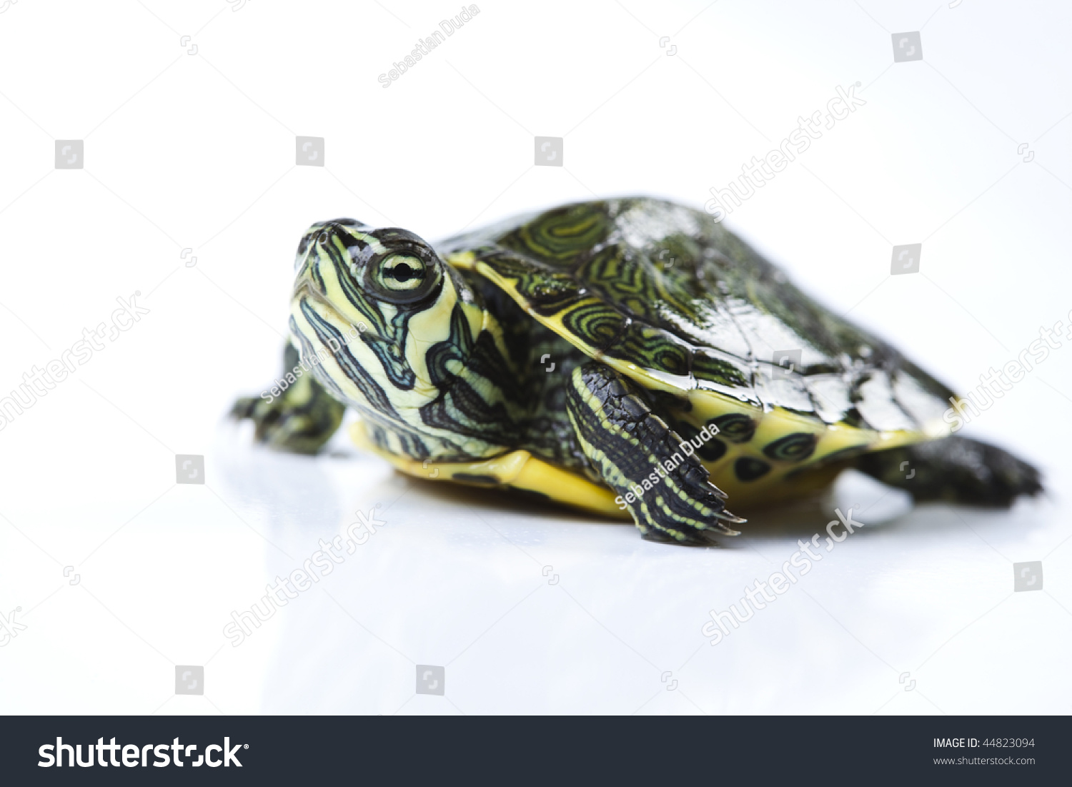 Nice Turtle Isolated On White Stock Photo 44823094 | Shutterstock