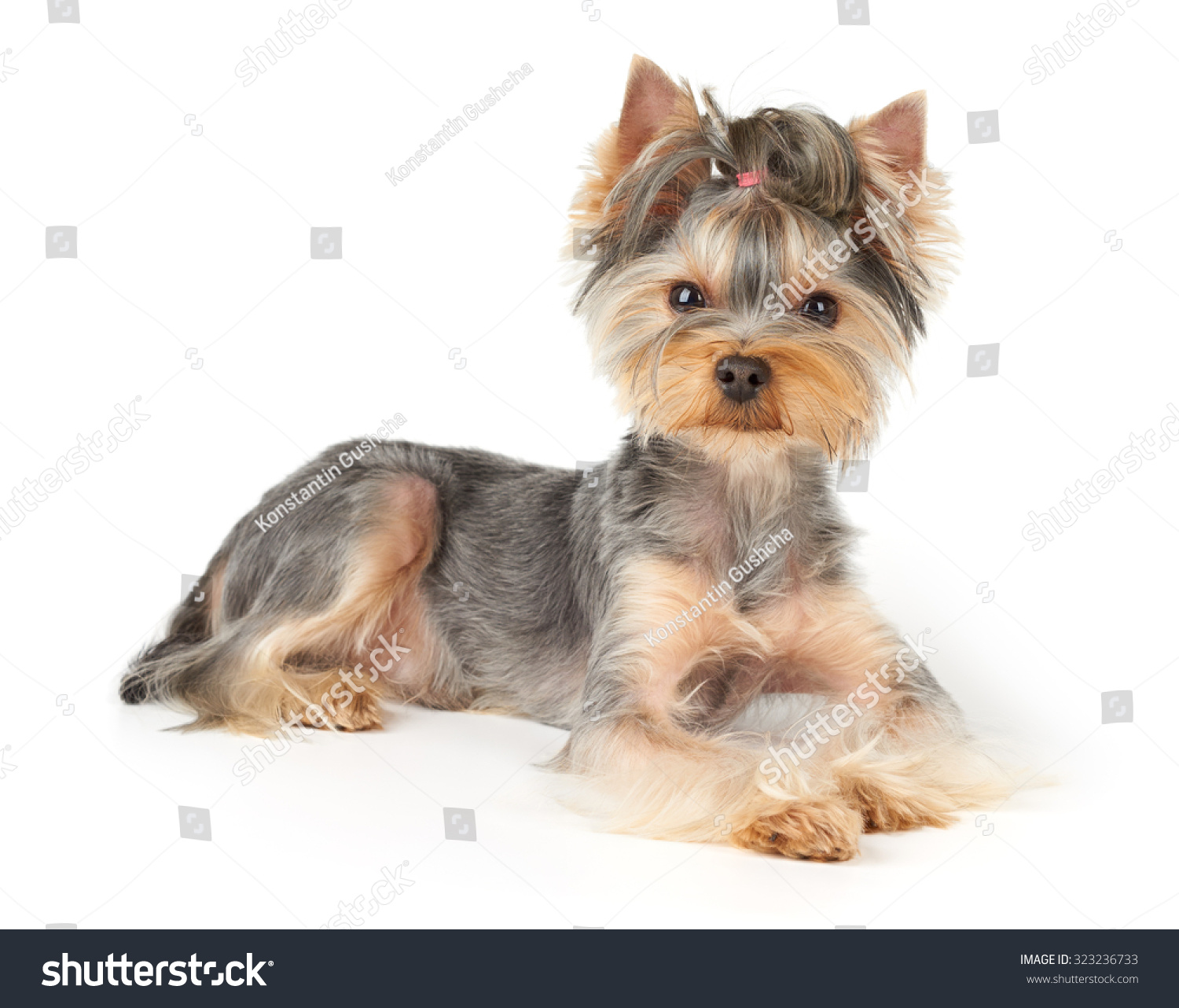 Nice Yorkshire Terrier Short Hair Lies Stock Photo Edit Now