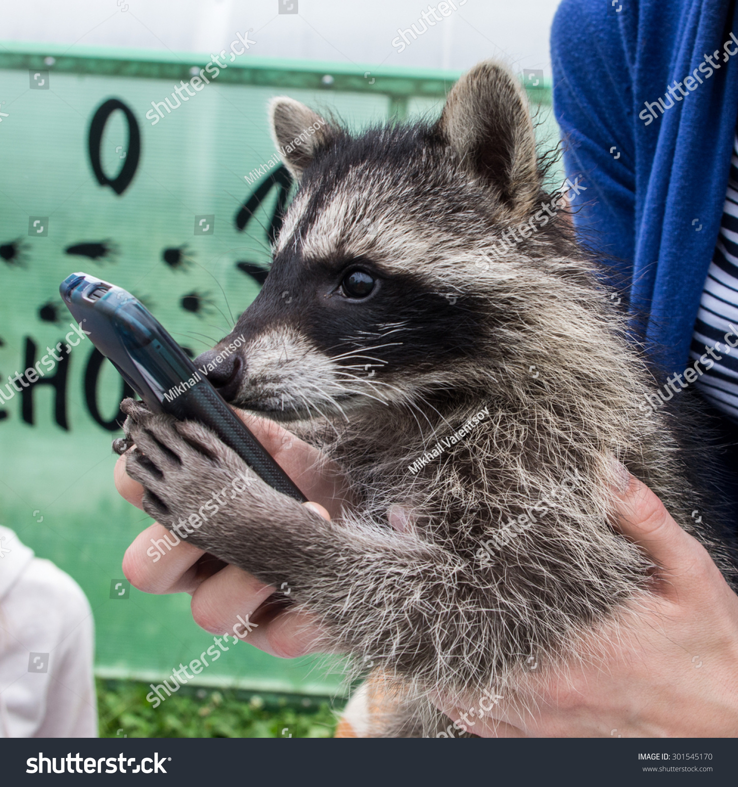 stock-photo-nice-young-raccoon-procyon-lotor-in-human-hands-playing-with-smartphone-301545170.jpg