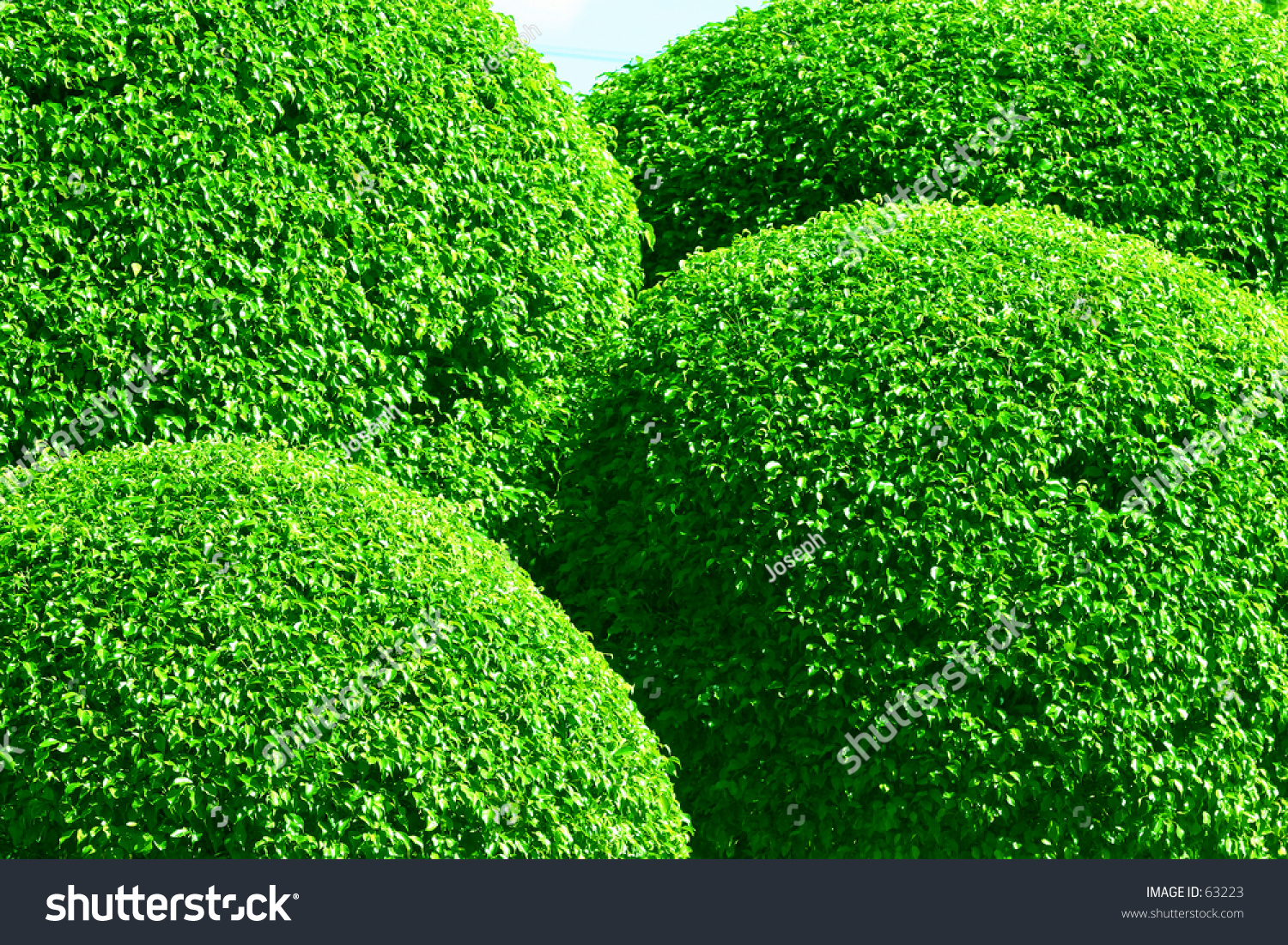 Nicely Round Shape Ficus Tree Stock Photo 63223 : Shutterstock