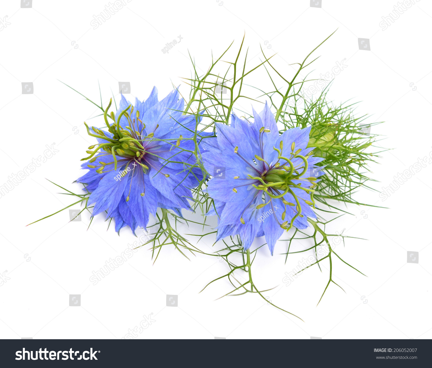 Nigella Sativa Fennel Flower Nutmeg Flower Stock Photo (Edit Now) 206052007