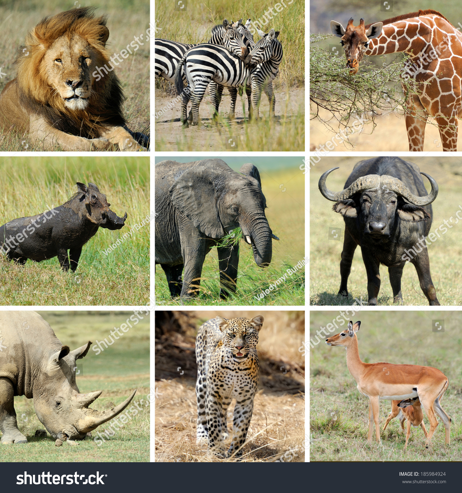 Nine African Animal Collage Lion Zebra Stock Photo 185984924 - Shutterstock