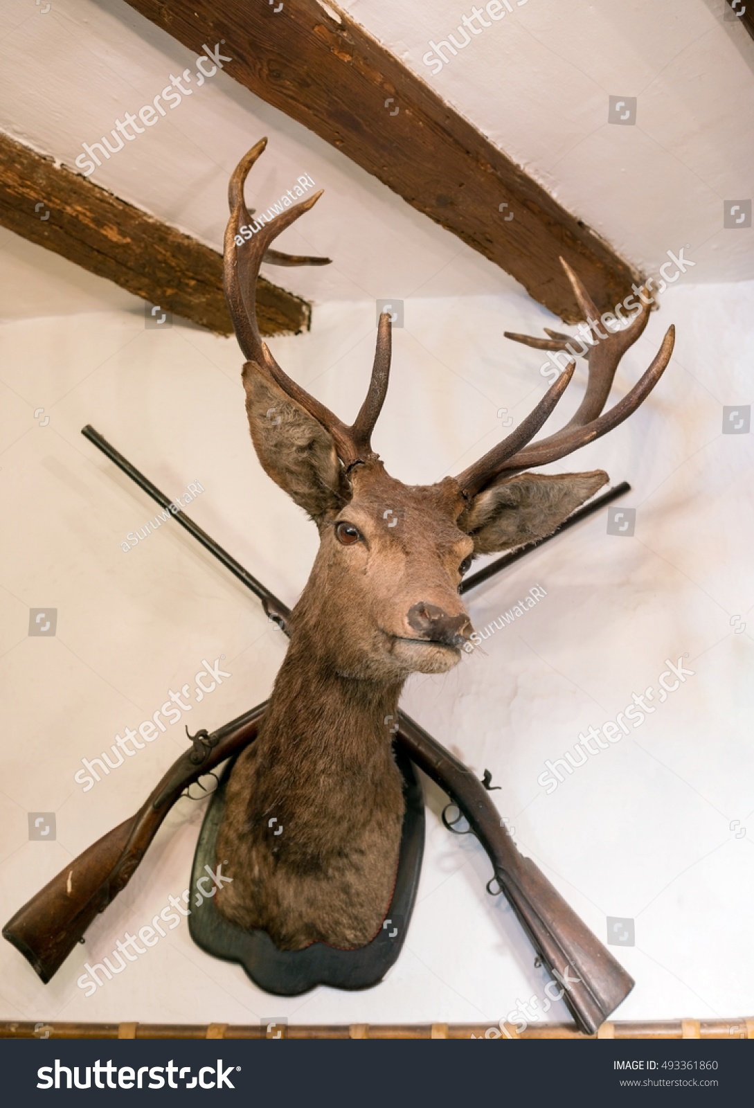 stuffed stag head