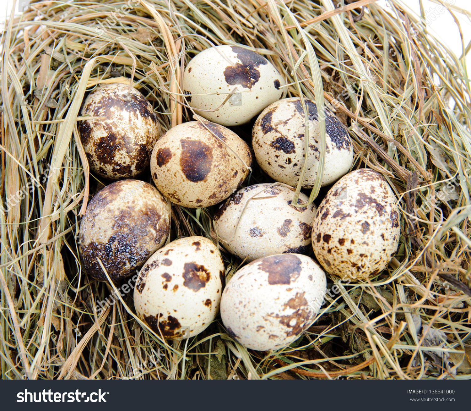 Nine Spotted Quail Eggs In A Nest Of Hay. Stock Photo 136541000 ...