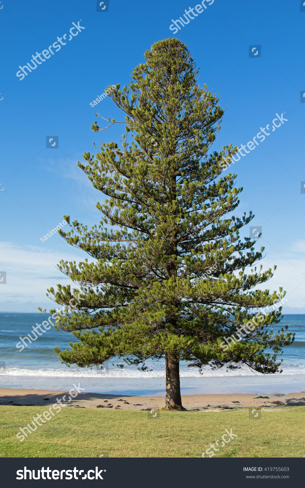 Norfolk Island Pine Tree Growing On The Seashore At Torquay Surf Beach ...