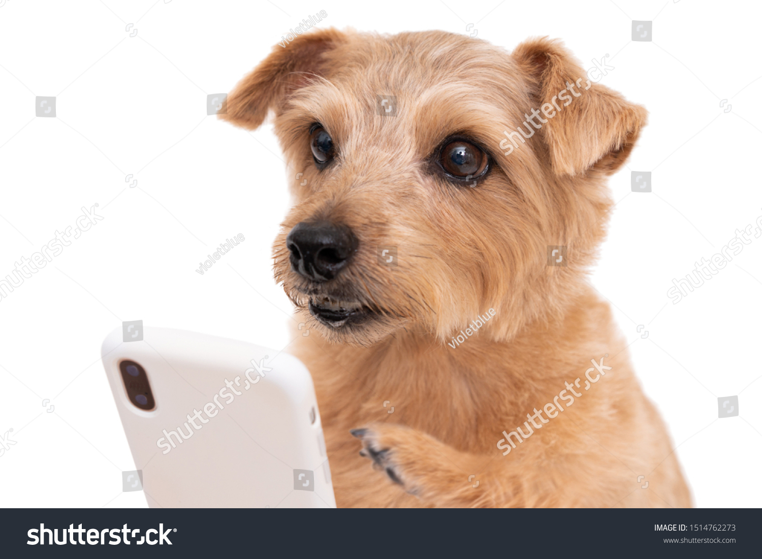 Norfolk Terrier Dog Using Smart Phone Stock Photo Edit Now