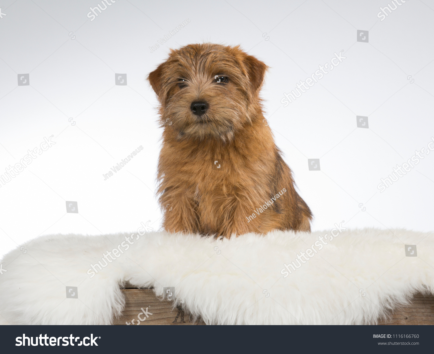 Norfolk Terrier Puppy Picture Image Taken Stock Photo Edit Now