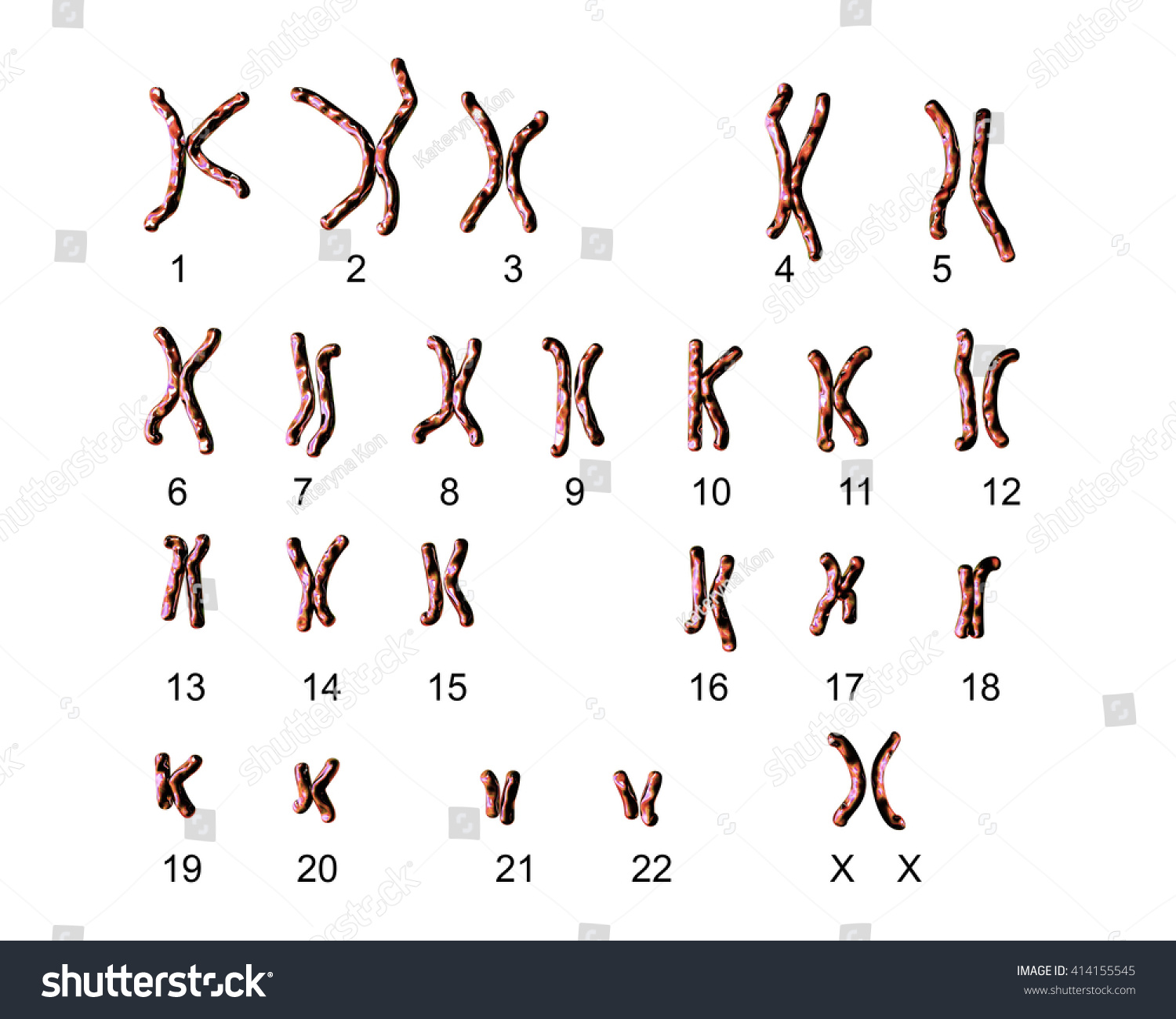 Normal Human Female Karyotype Labeled 3d Stock Illustration 414155545 