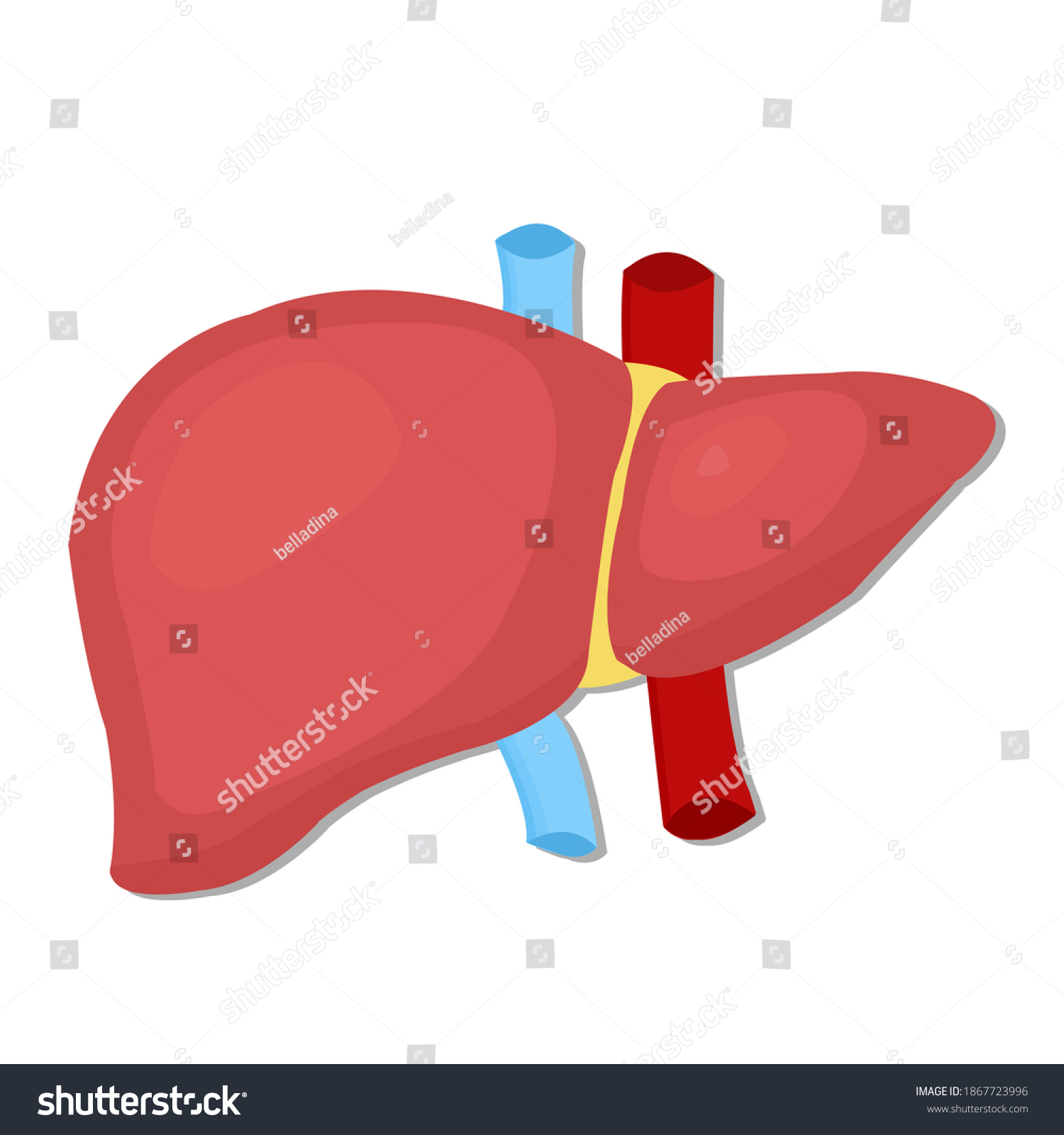 Normal Liver Hepatic Organ Anatomy Flat Stock Illustration 1867723996 ...