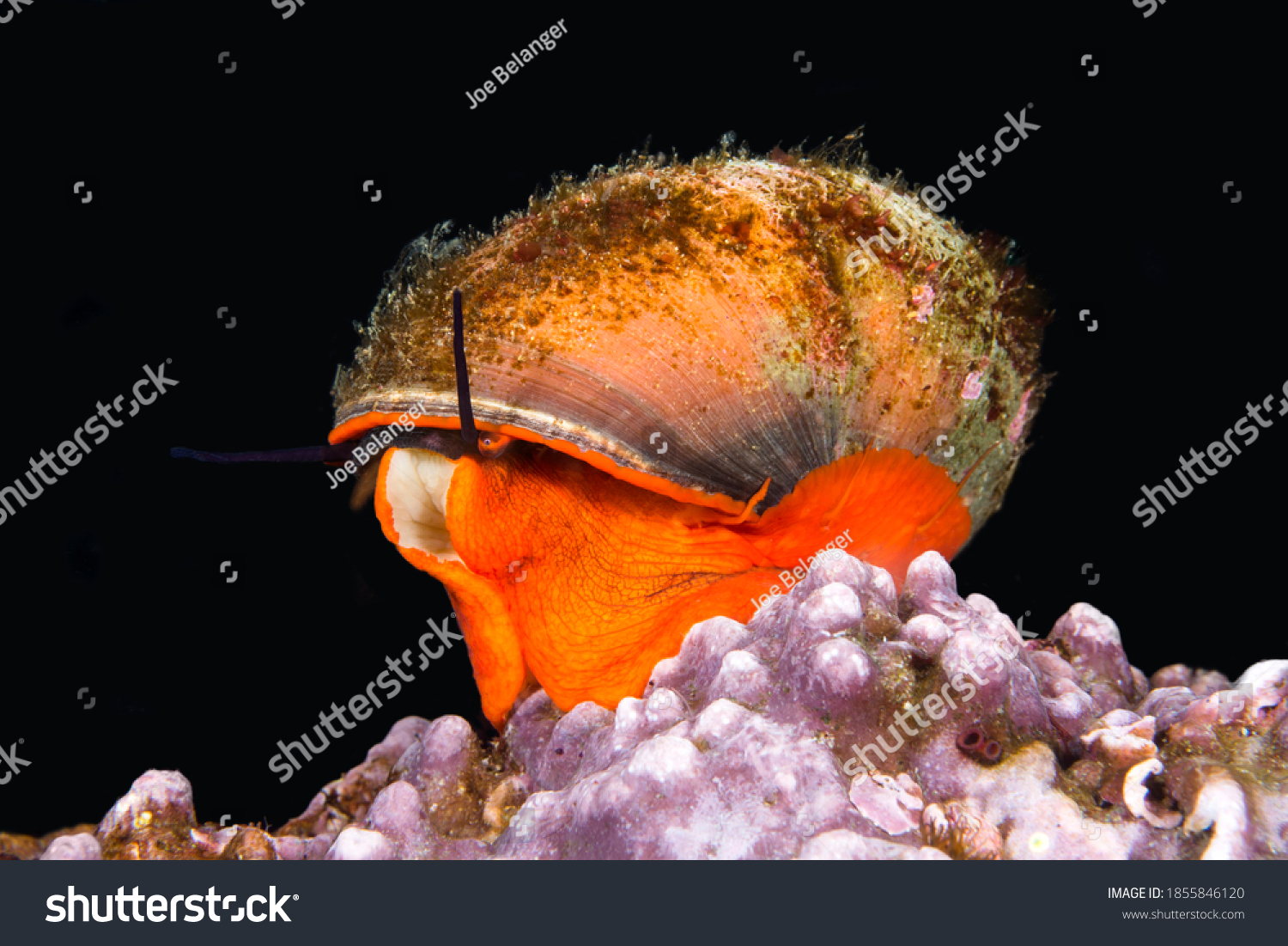  Black Dual Curve Template Design Featuring Norris S Top Snail also Knows