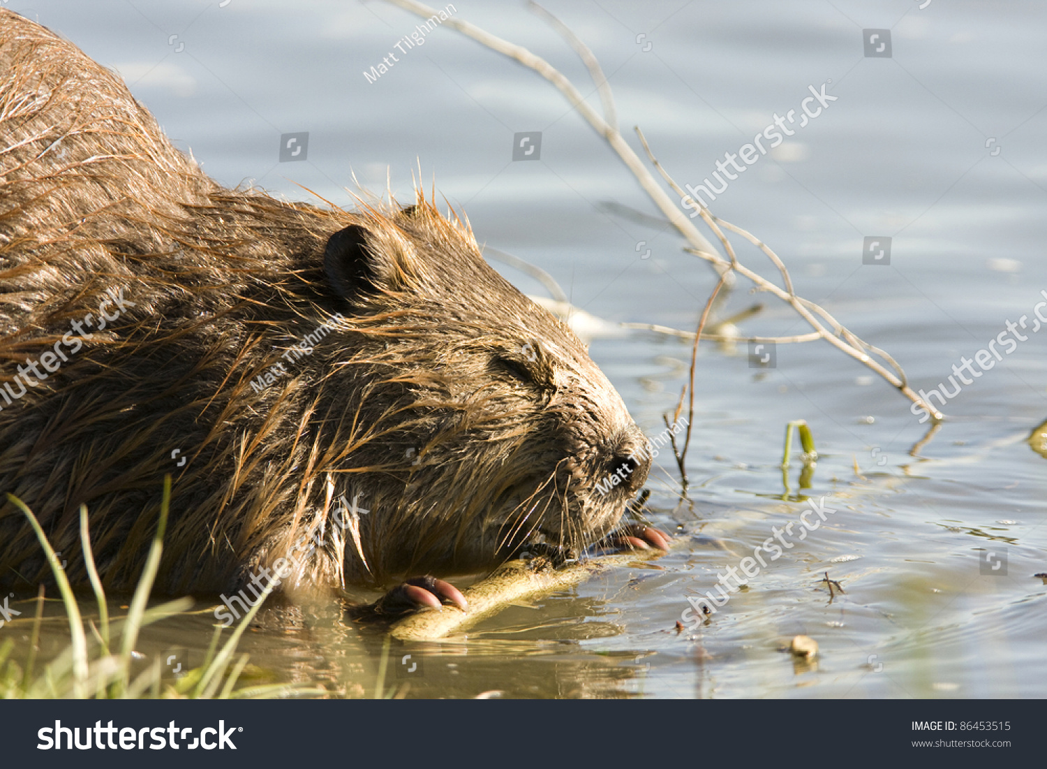 Shaky Beavers