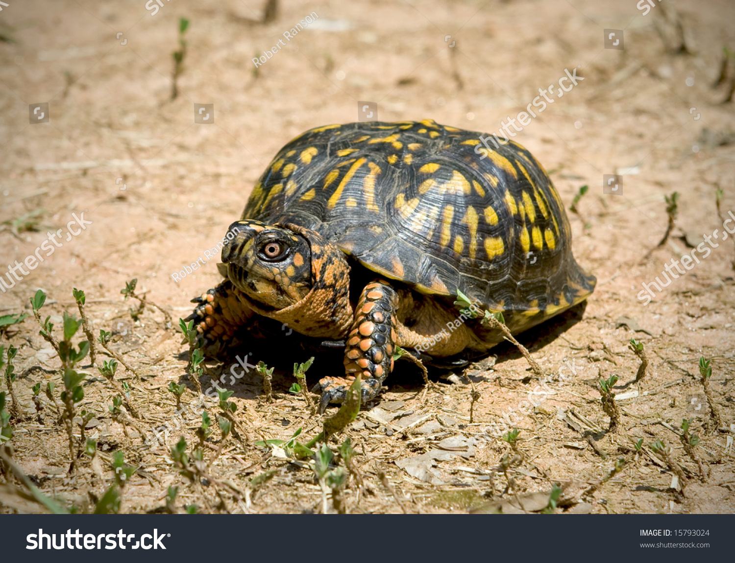 North American Box Turtle Roaming On Stock Photo 15793024 - Shutterstock