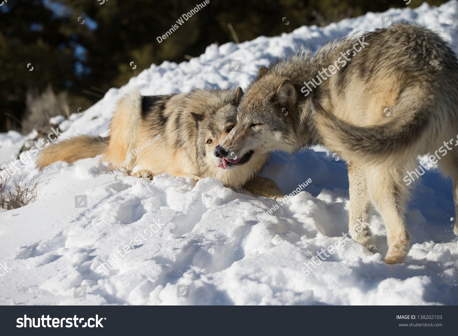 North American Grey Wolves Winter Scene Stock Photo 138202103