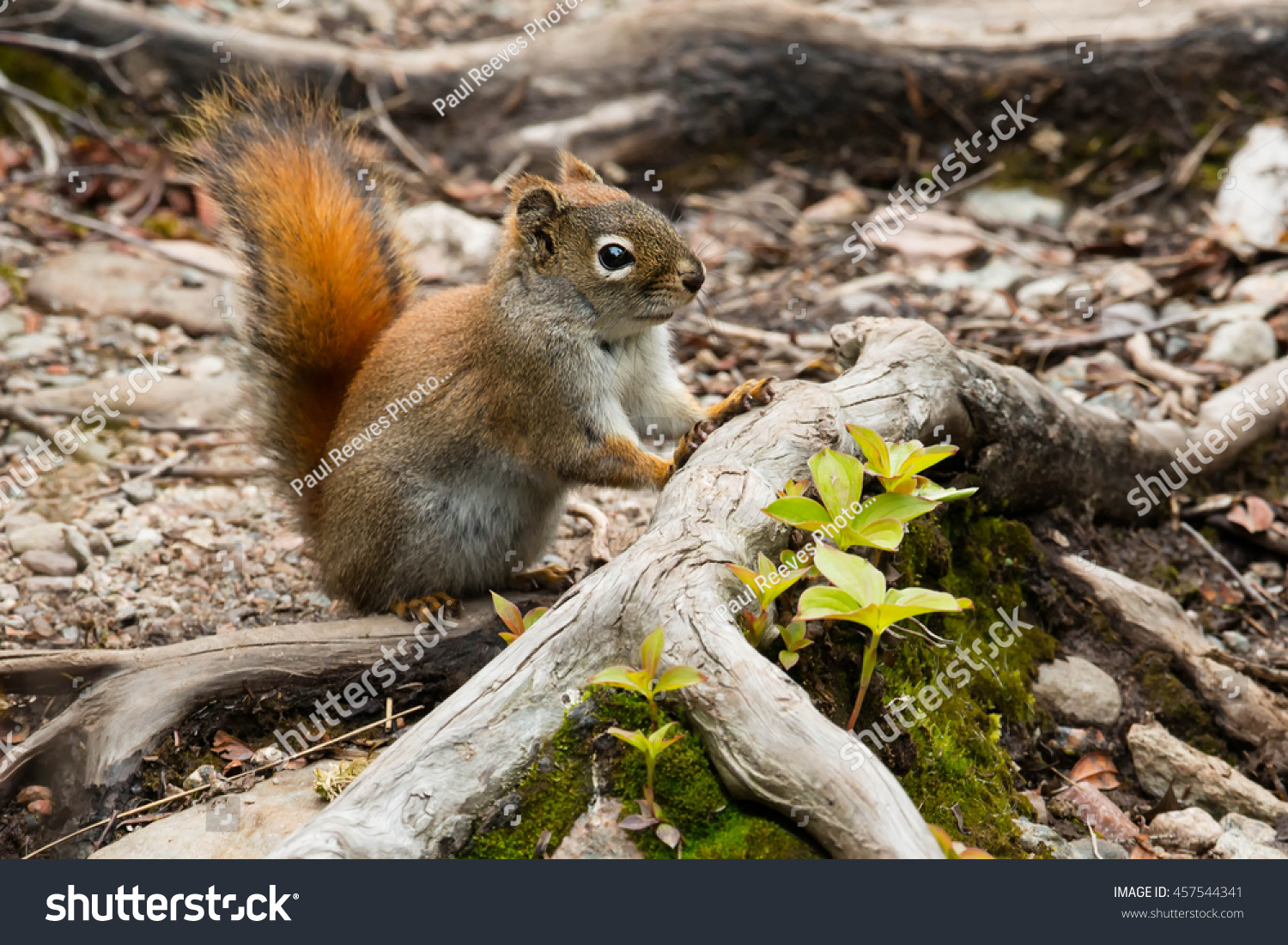 North American Red Squirrel Standing On Stock Photo