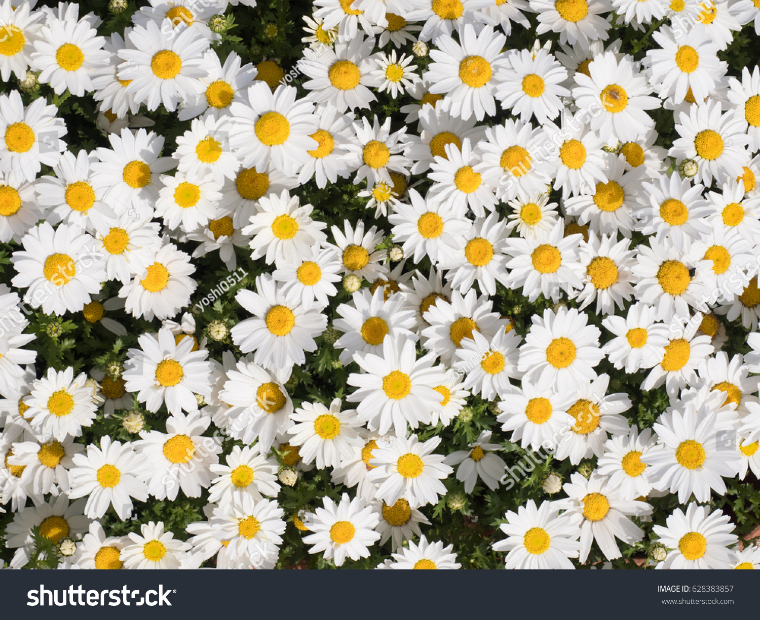 Flowernorth Images, Stock Photos & Vectors | Shutterstock