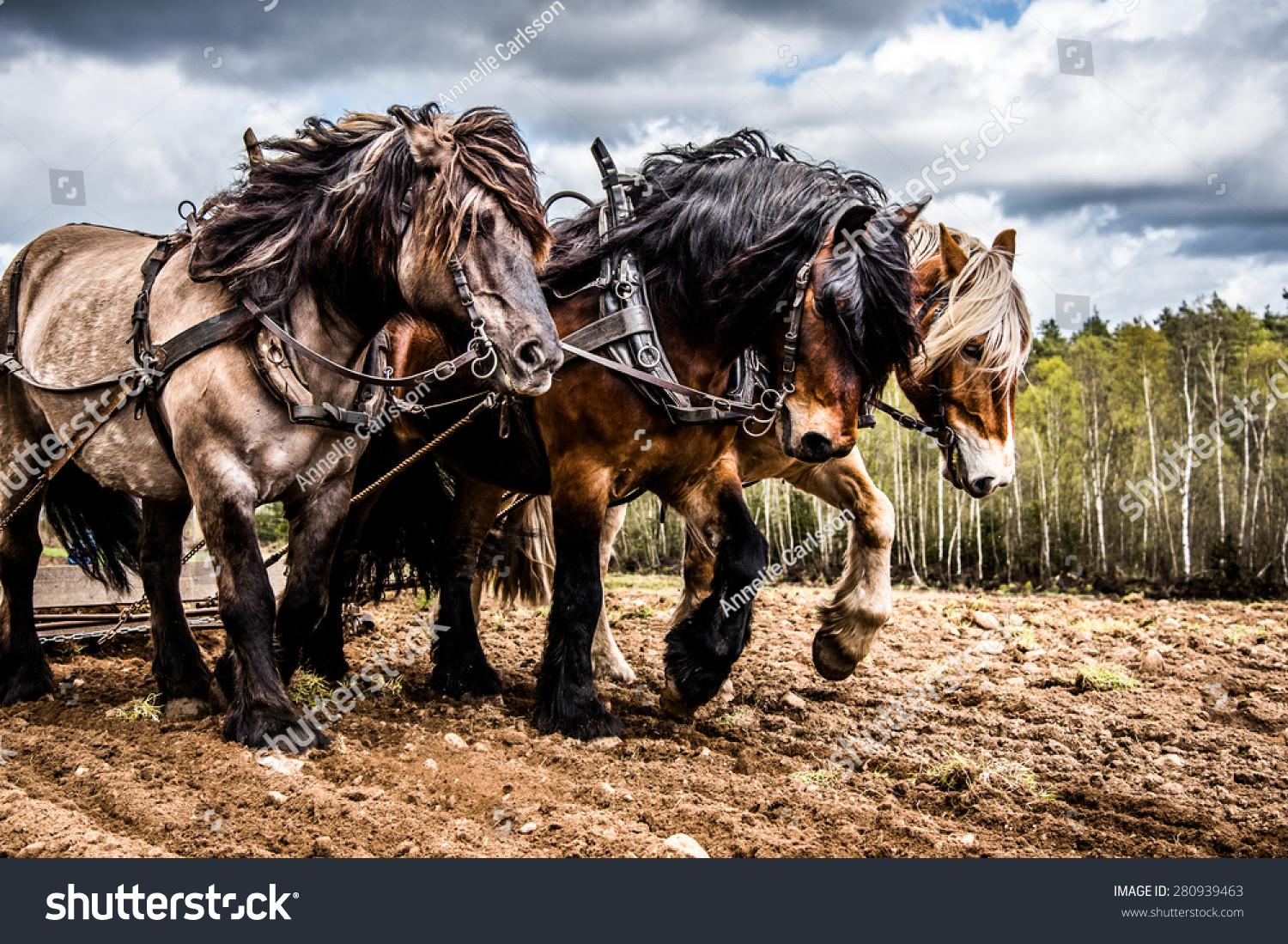 1,007 Draft Pull Horse Images, Stock Photos & Vectors 