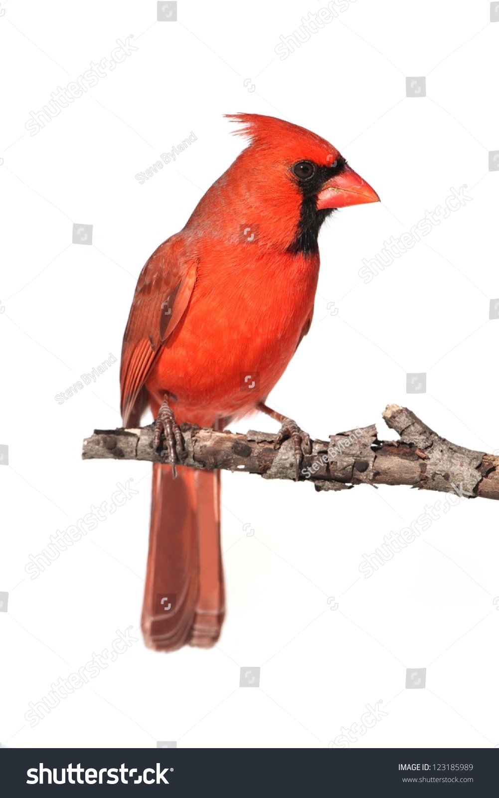 Northern Cardinal (Cardinalis) On A Branch - Isolated On A White ...