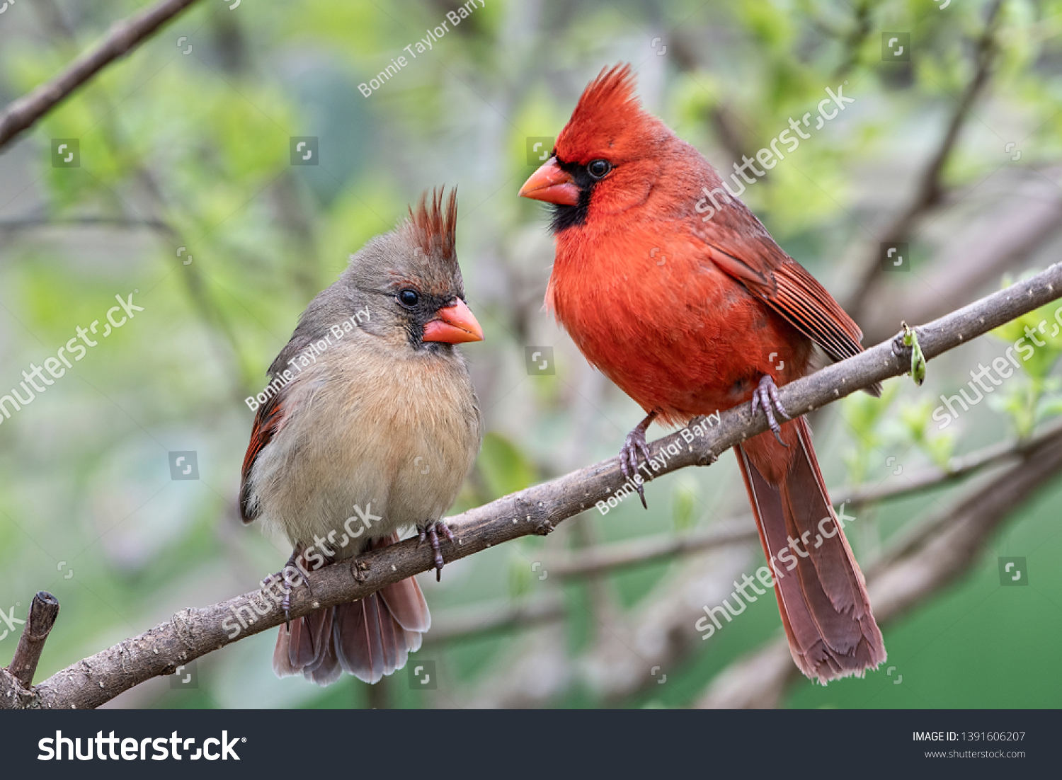 2 185 cardinal male female images stock photos vectors shutterstock