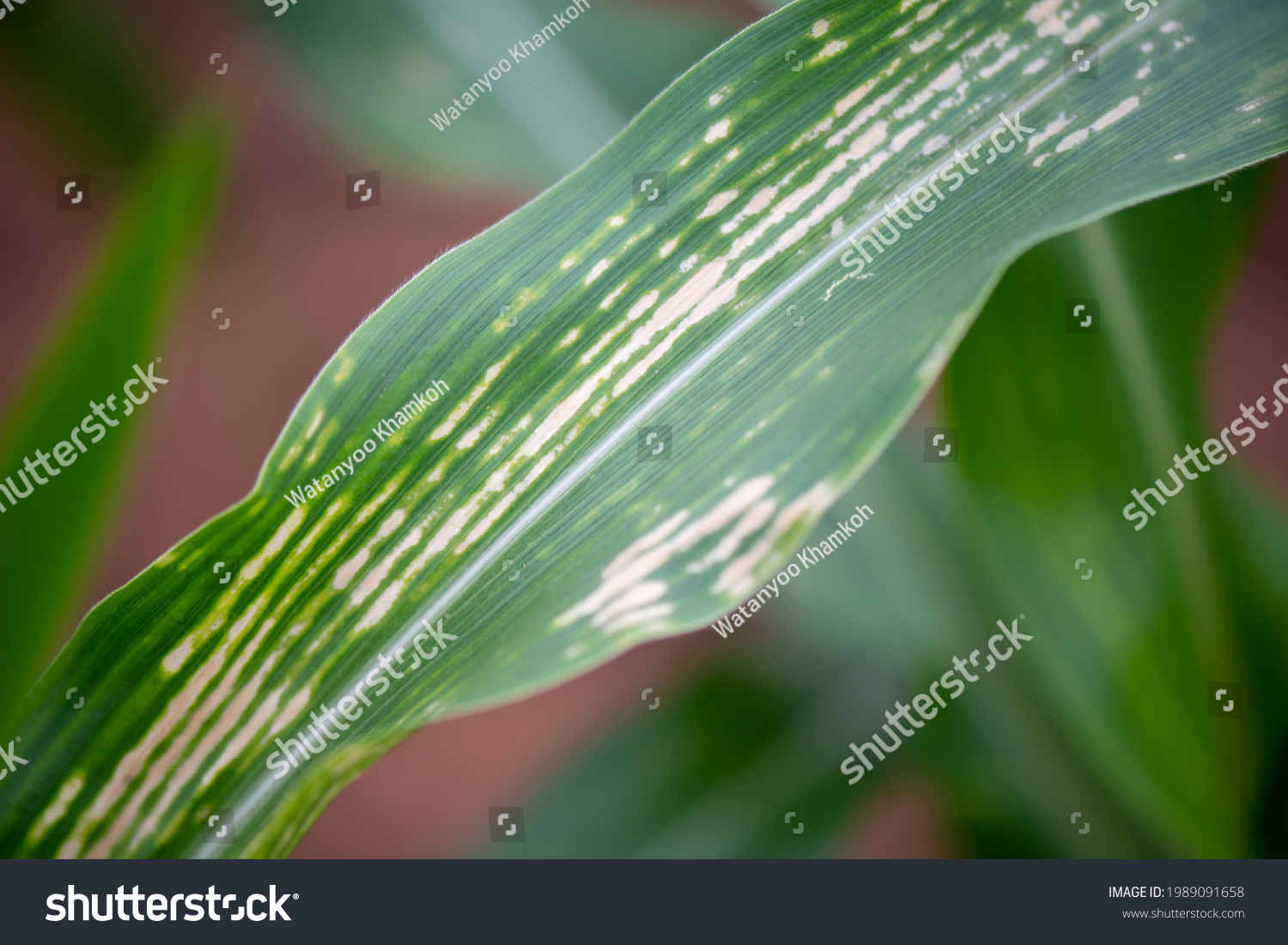 2-097-disease-of-maize-images-stock-photos-vectors-shutterstock