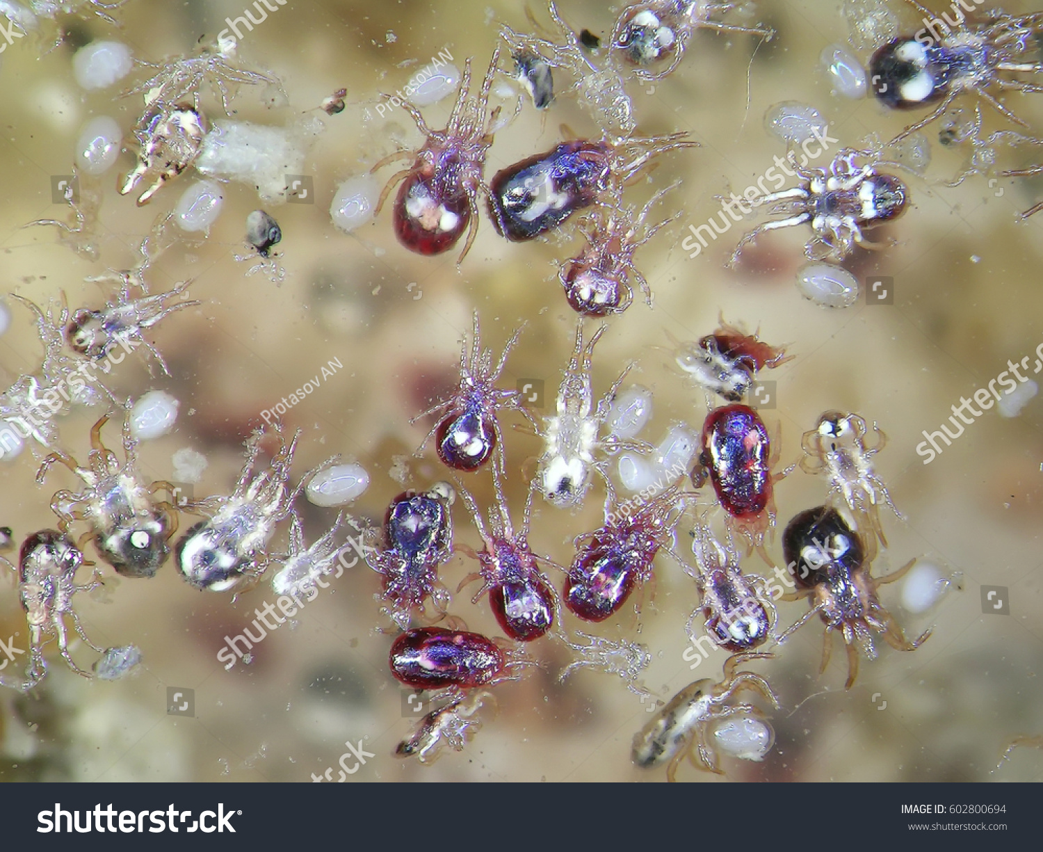 Northern Fowl Mite Ornithonyssus Sylviarum Common Stock Photo (Edit Now ...