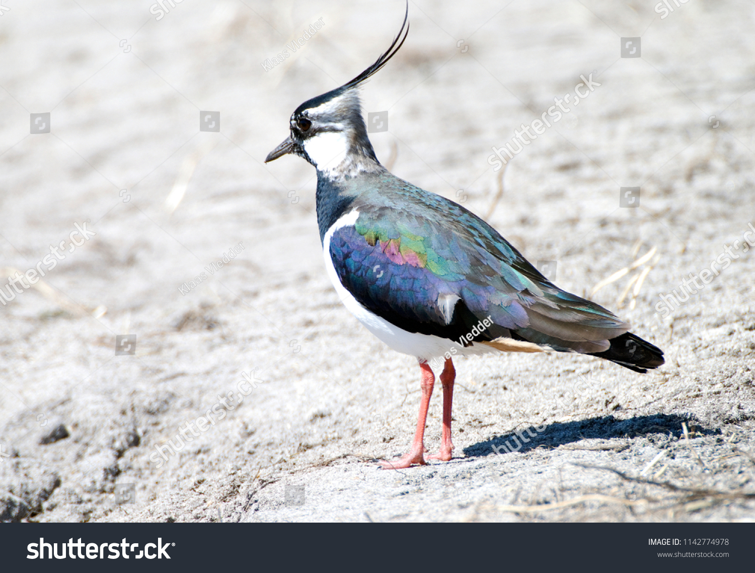 Northern Lapwing Images, Stock Photos & Vectors 