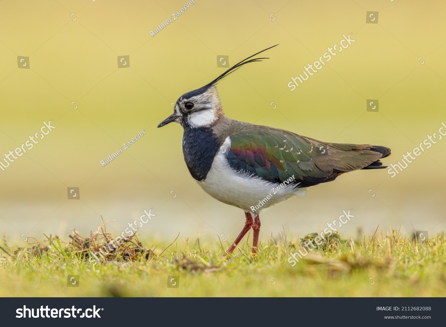 Vanellus Images, Stock Photos & Vectors | Shutterstock