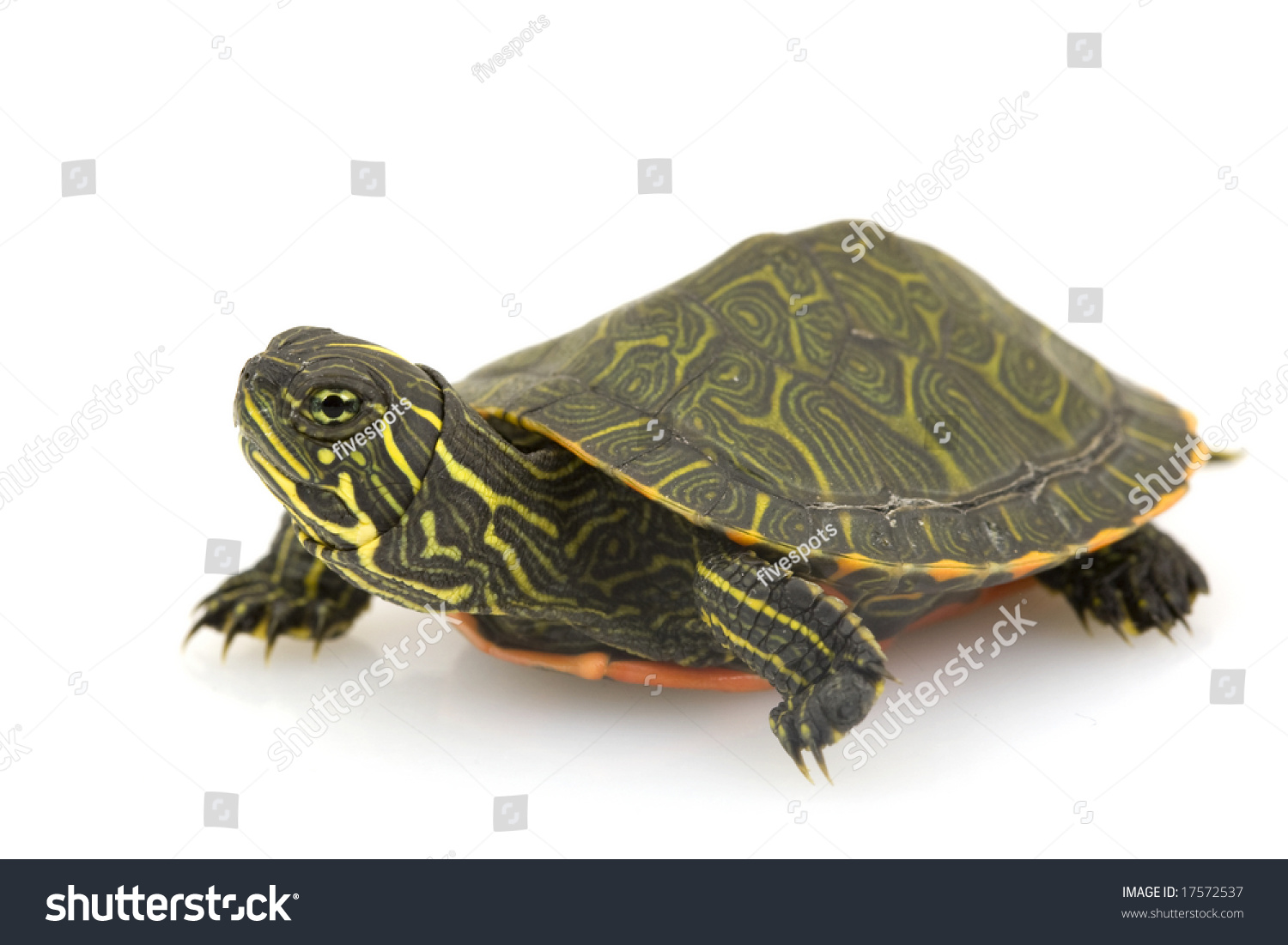 Northern Red-Bellied Turtle (Pseudemys Rubriventris) On White ...