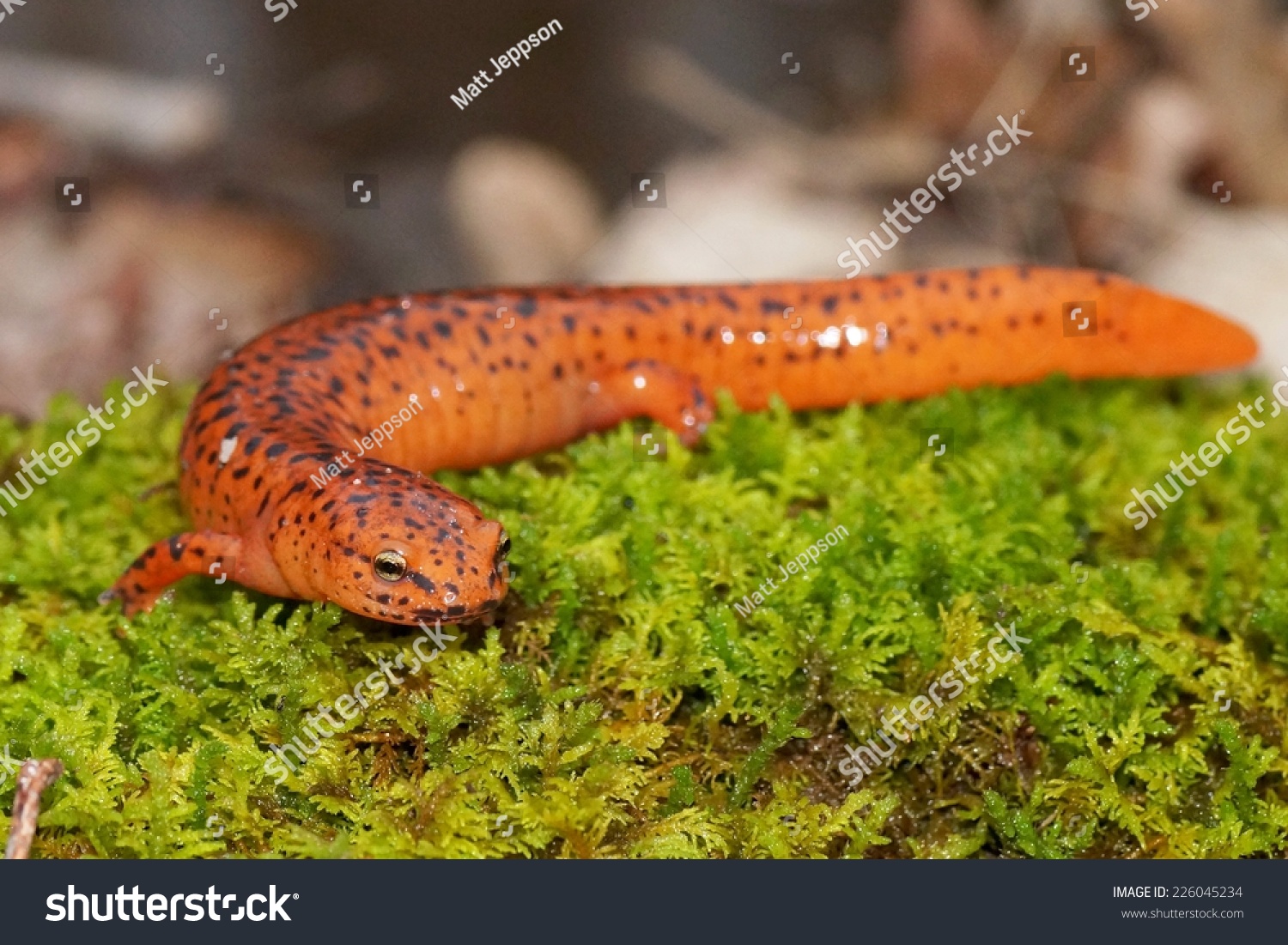 Northern Red Salamander Pseudotriton Ruber Stock Photo 226045234 ...