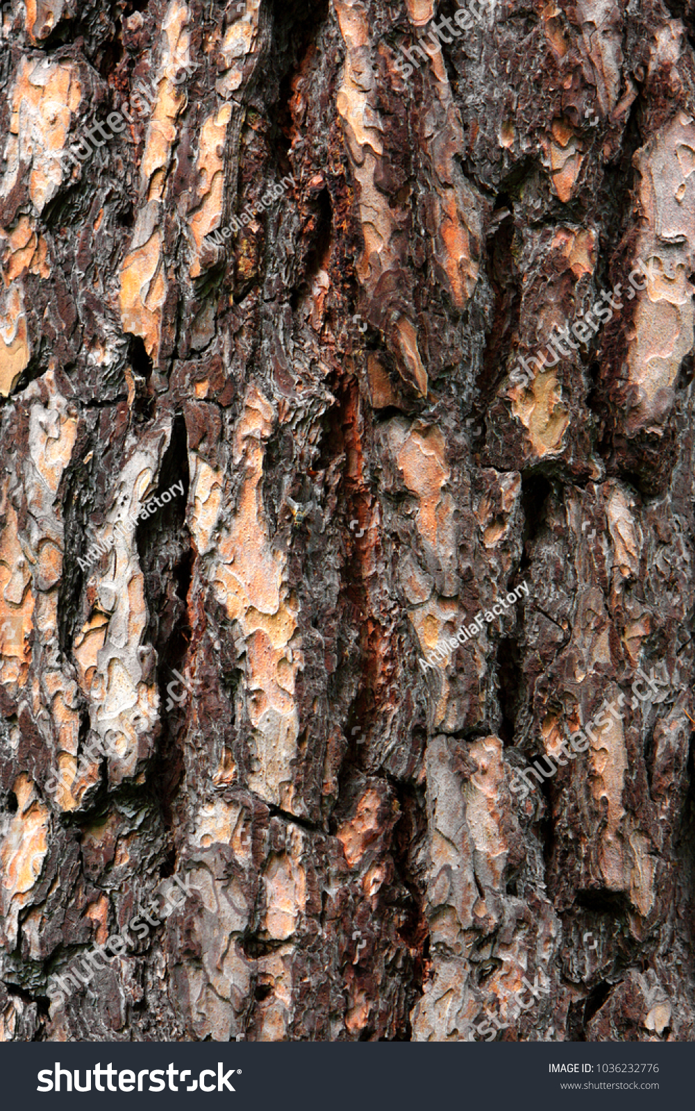 Norway Maple Tree Bark Pattern Stock Photo Edit Now Shutterstock