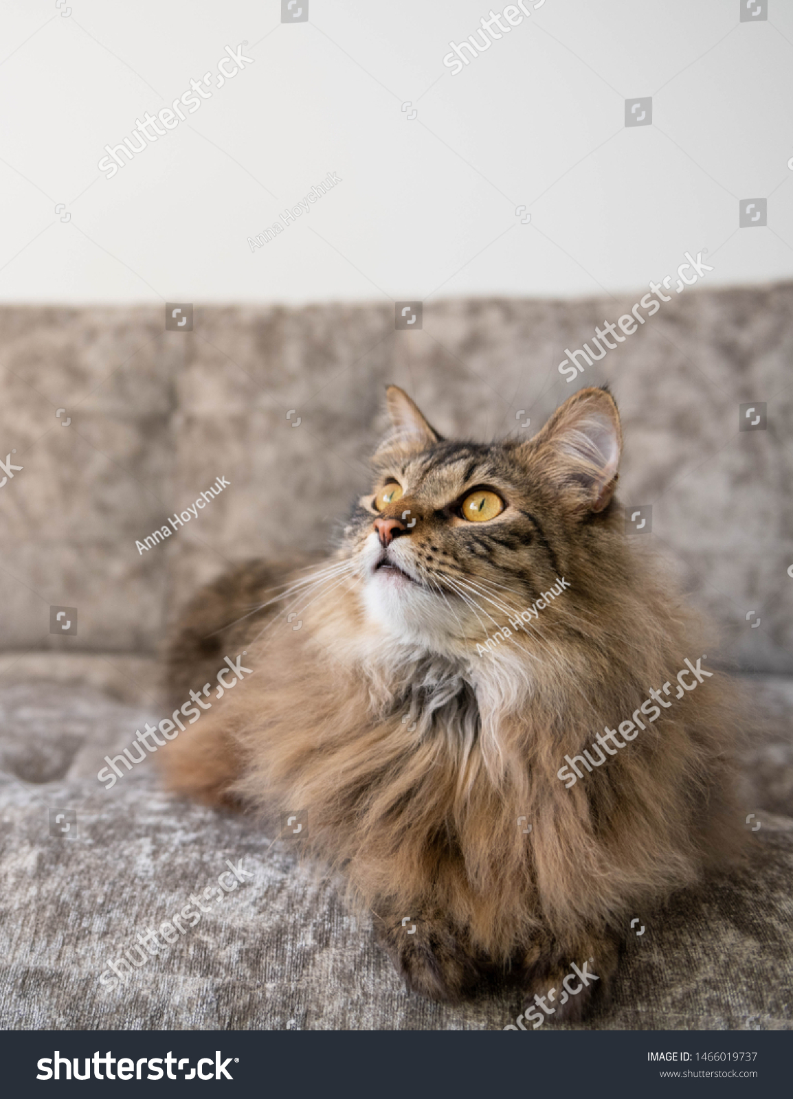 norwegian forest cat stuffed animal