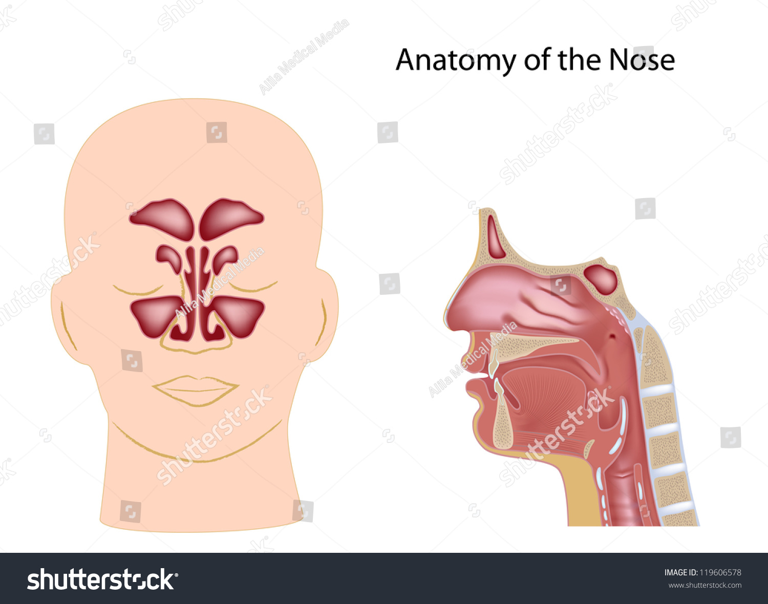 Nose Anatomy Stock Photo 119606578 : Shutterstock