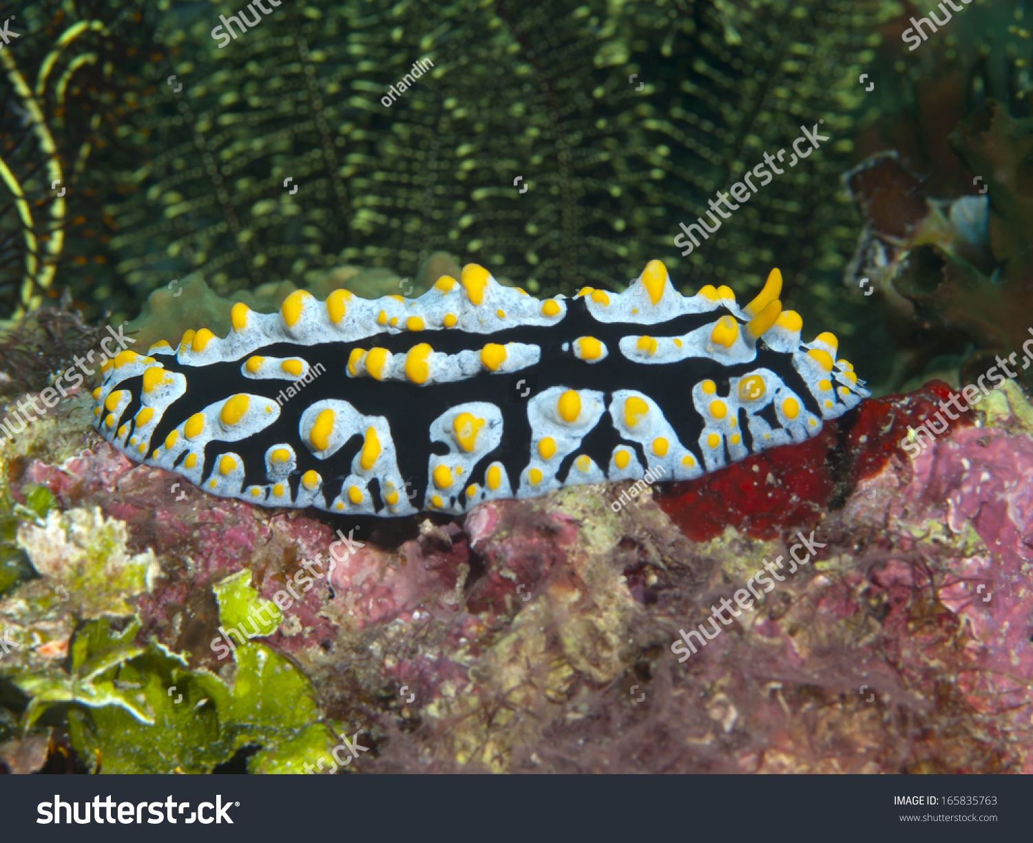 Nudibranch Phyllidia Varicosa Bohol Sea Phlippines Stock Photo (Edit ...