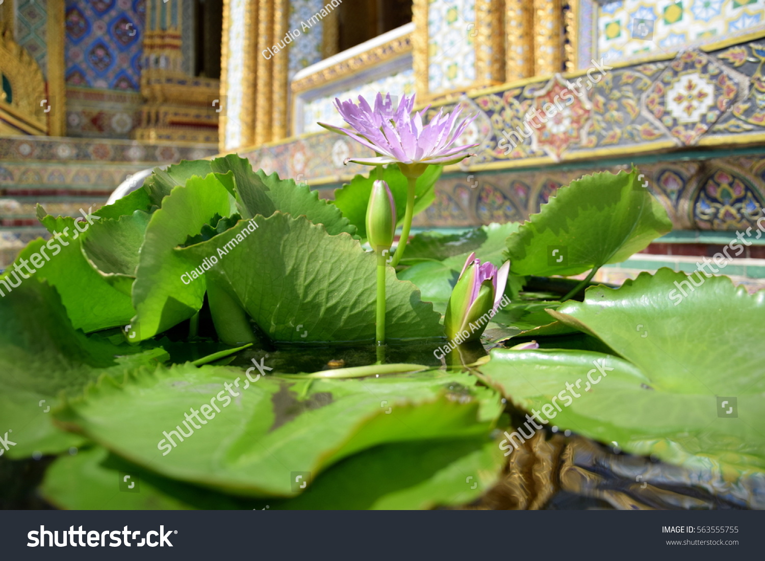 stock-photo-nymphaea-over-water-in-a-bud