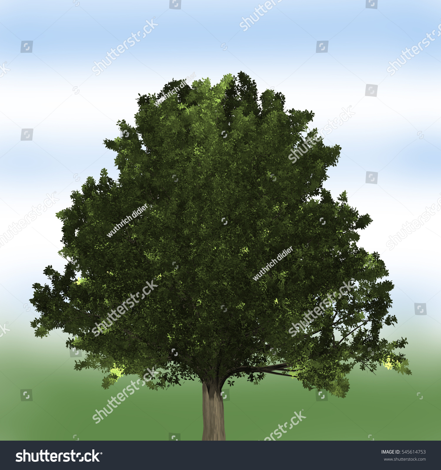 Oak Tree Stock Photo 545614753 - Shutterstock