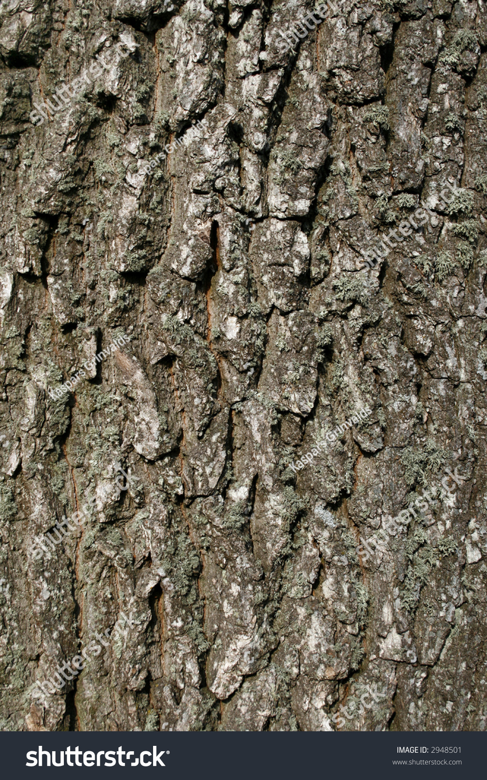 Oak Tree Bark Texture Royalty Free Stock Image Image oak-tree-bark-texture-royalty-free-stock-image-image