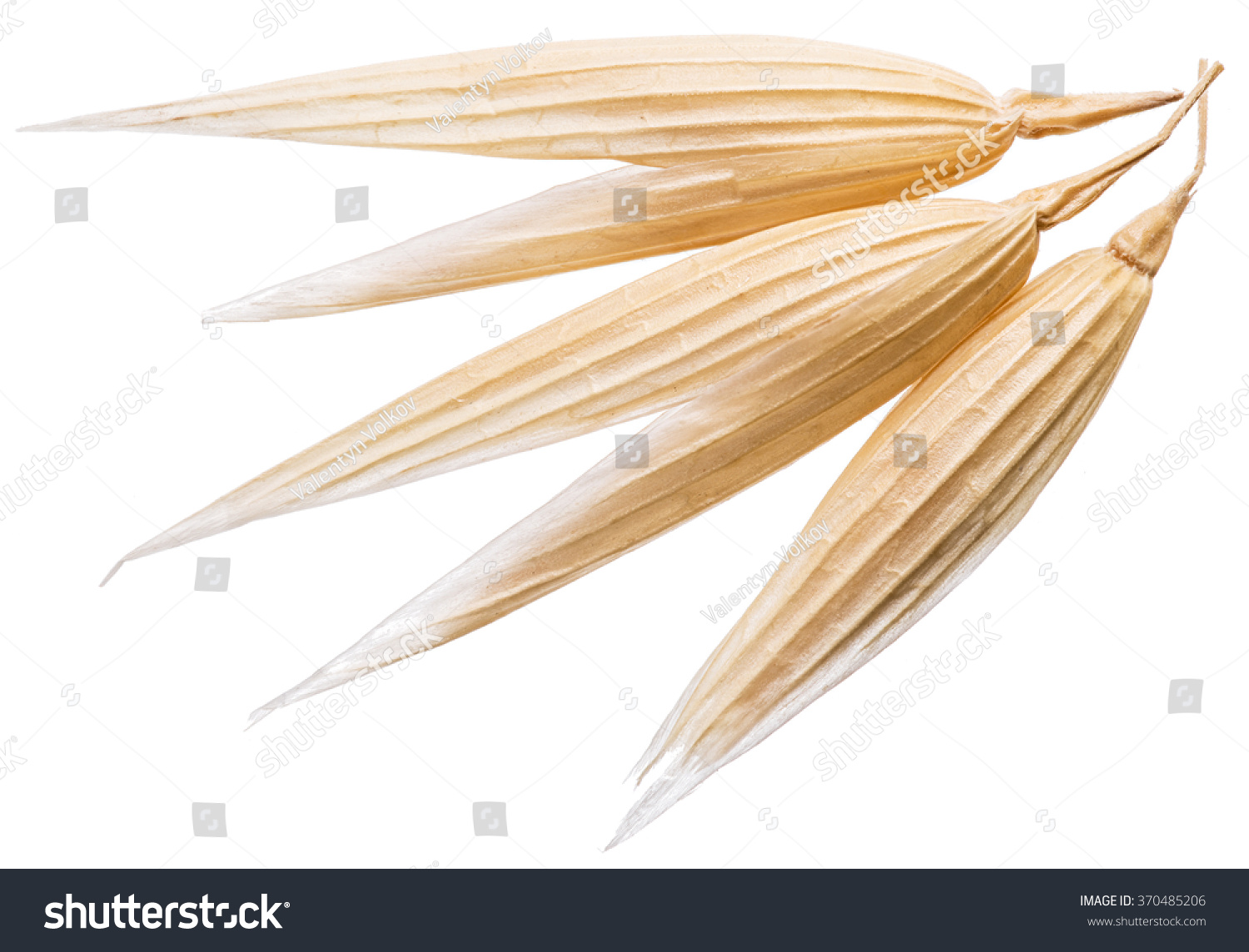 Oat Plant Isolated On White Background Stock Photo (Edit Now) 370485206