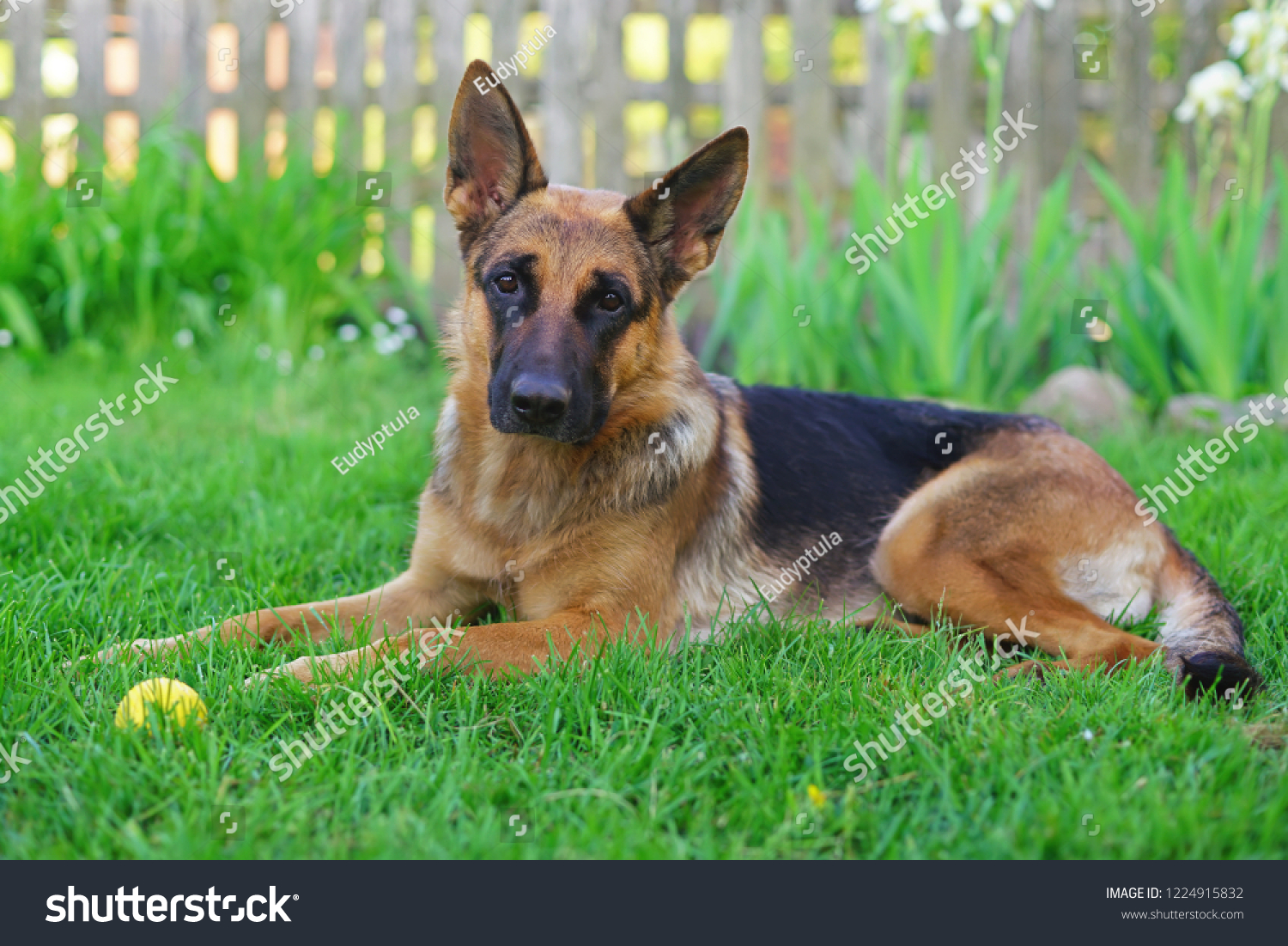 Obedient Shorthaired German Shepherd Dog Lying Stock Image