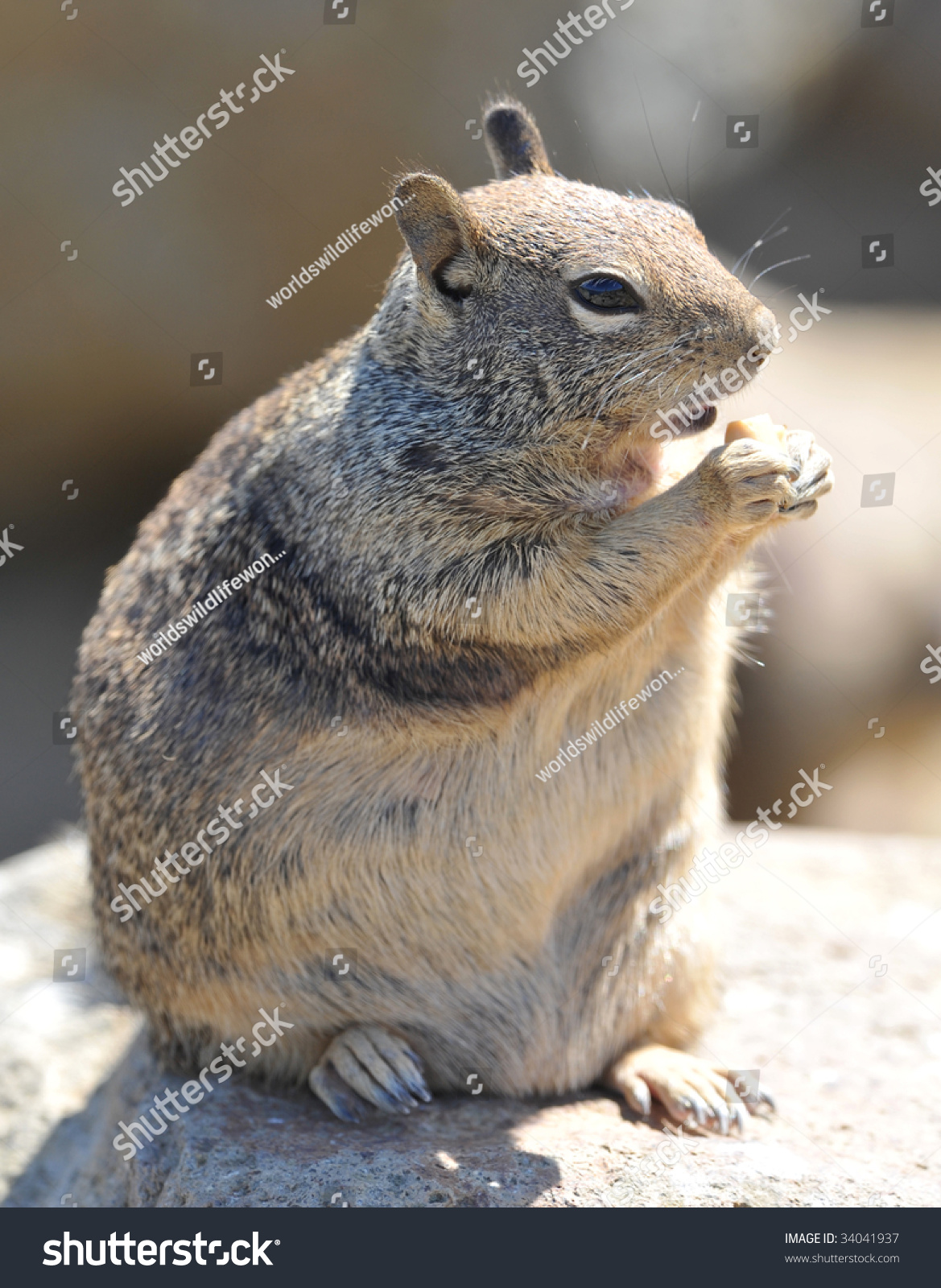 Obese Male Californian Ground Squirrel Stock Photo 34041937 | Shutterstock