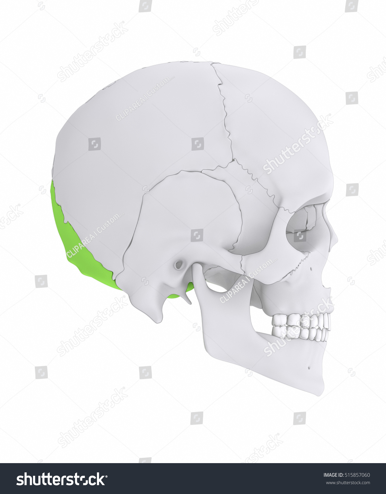Occipital Bone Os Occipitale Lateral View Stock Illustration 515857060 Shutterstock 0974