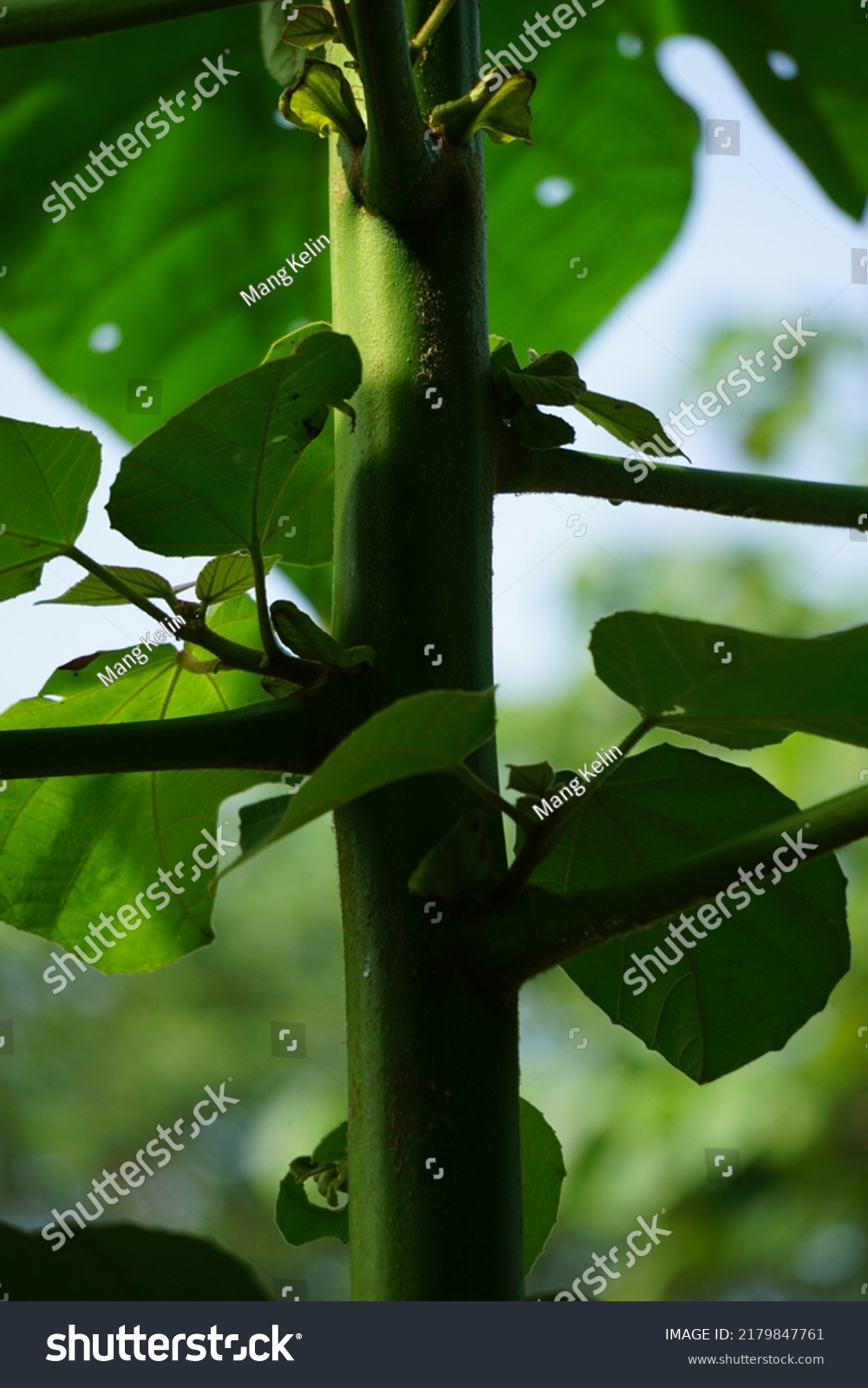 Ochroma Pyramidale Balsa Tree Nature Balsa Stock Photo 2179847761