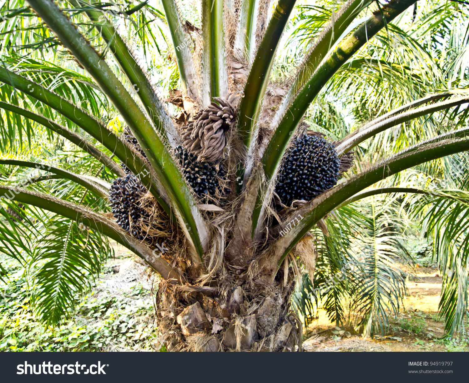 Oil Palm Fruit Bunches On Oil Palm Tree In Thailand Stock Photo ...