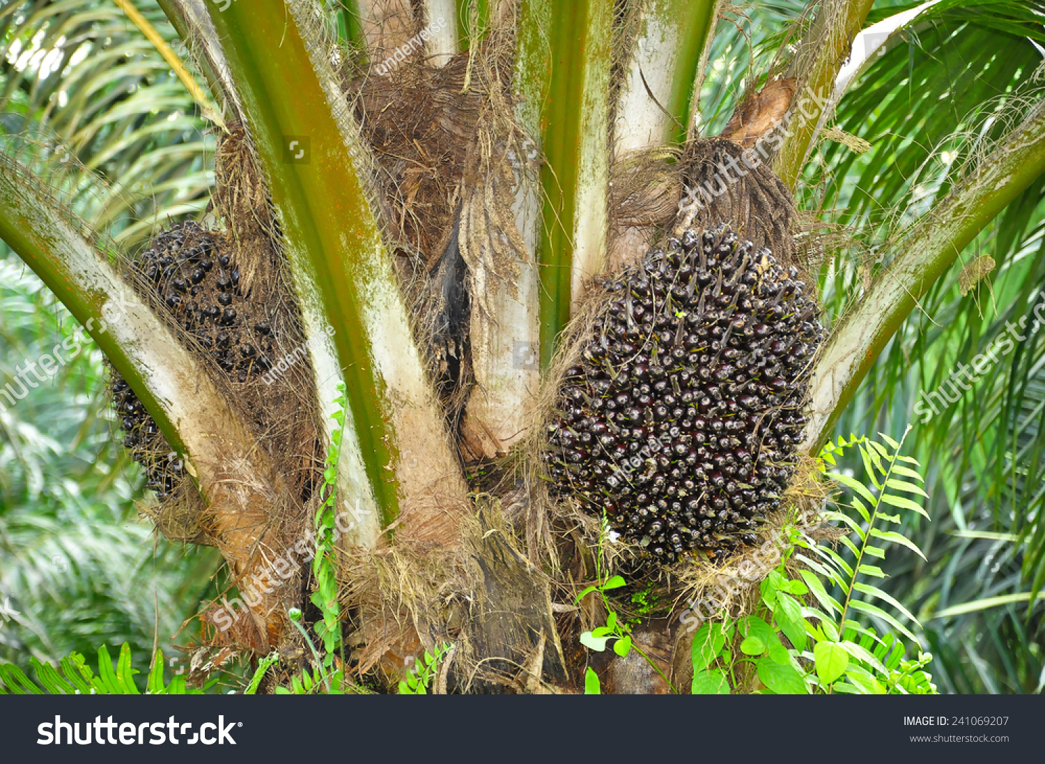 Oil Palm Tree And Its Bunch Stock Photo 241069207 : Shutterstock