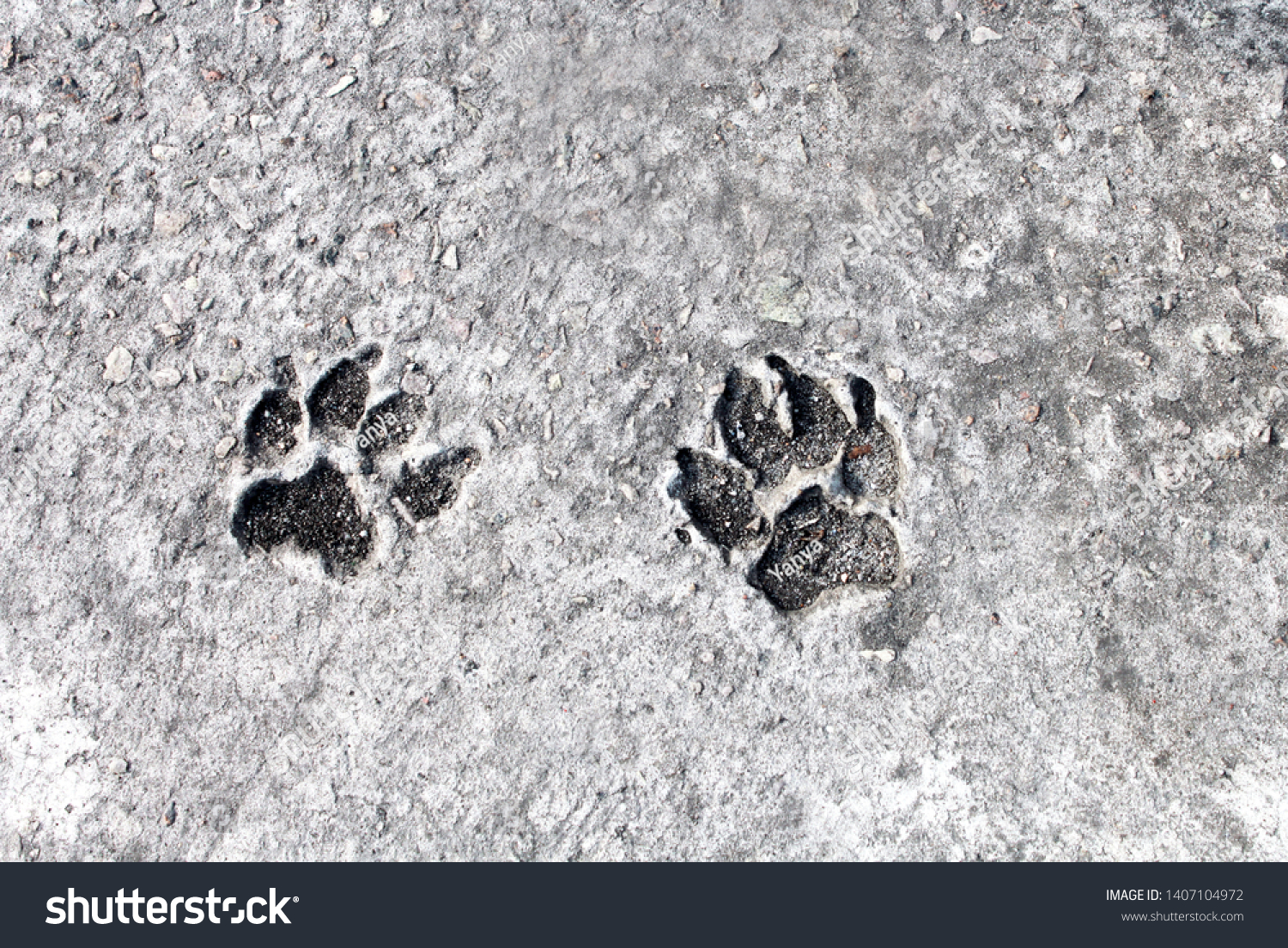 Oilstained Cat Feet Stepped On Cement Stock Photo Edit Now